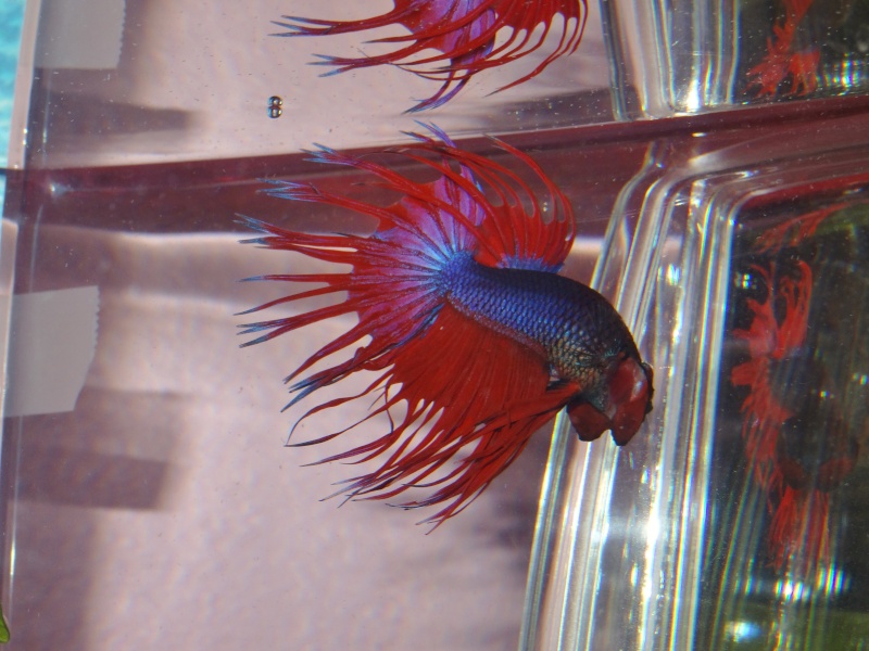 Mes bettas. Maximus est arrivé! Dsc00512