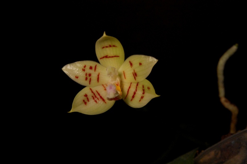 Phalaenopsis, un avis svp. 110