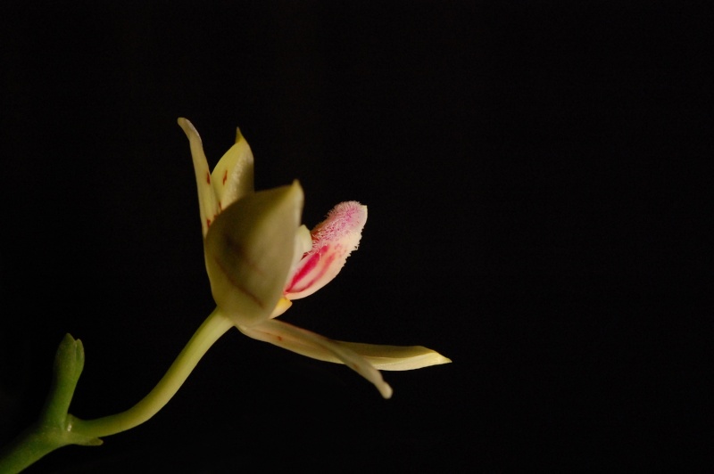 Phalaenopsis Simon Schünter (taenialis x equestris) 210