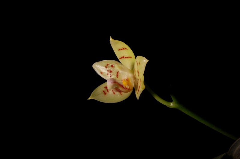 Phalaenopsis, un avis svp. 410