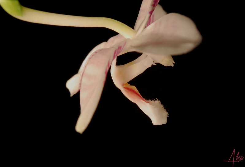 Phalaenopsis Helga Lukassen (amabilis x Phalaenopsis tetraspis 'C#1') Amaspi12
