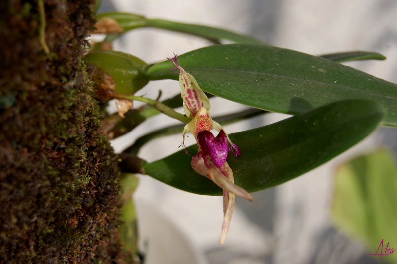 Bulbophyllum appendiculatum Bulboa10