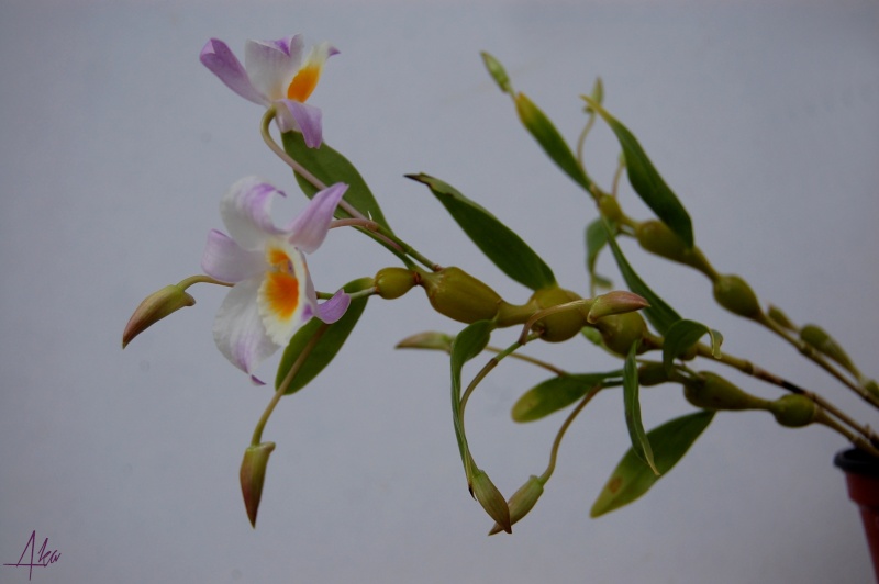 Dendrobium findlayanum Dendro10