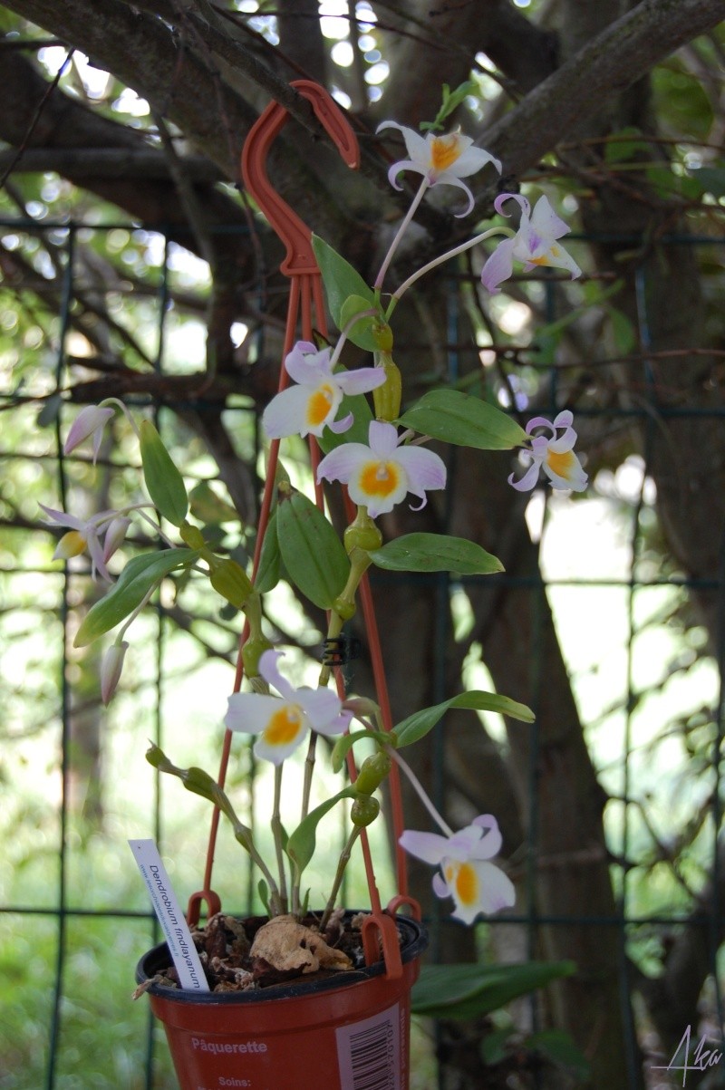 Dendrobium findlayanum Dsc_0613