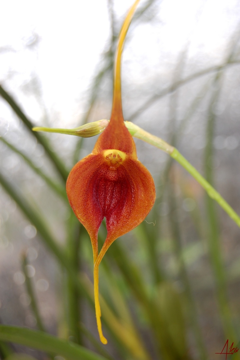 Masdevallia ayabacana x infracta Dsc_1613