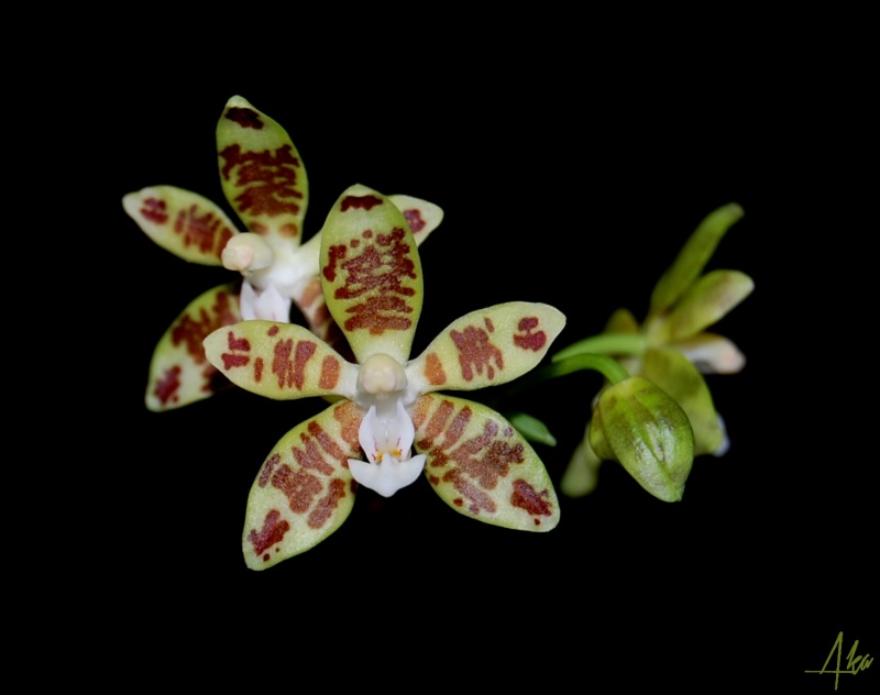 Phalaenopsis viridis Dsc_2913