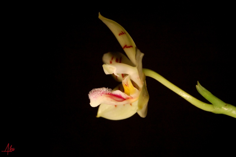 Phalaenopsis Flores Summer (floresensis x sumatrana) Flores11