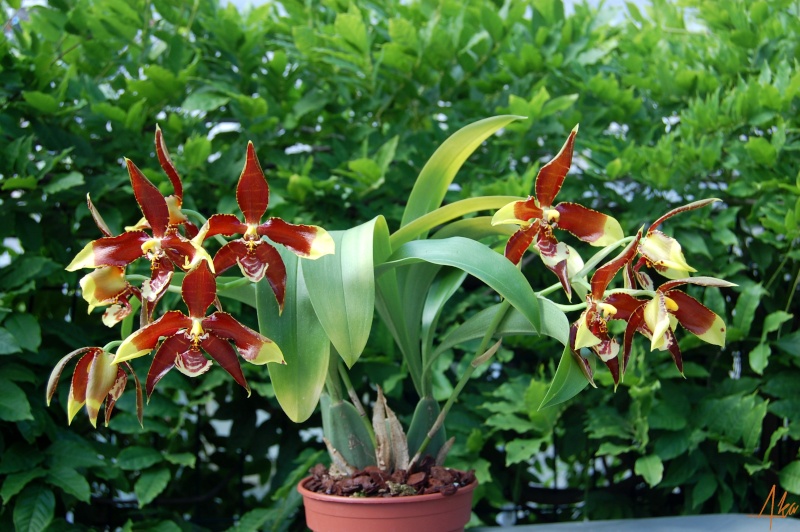 Rossioglossum Rawdon Jester (grande x williamsianum) x splendens Rossio10