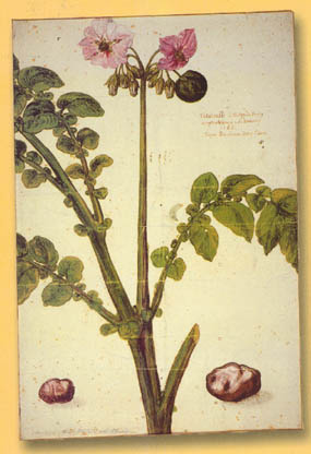 Antoine Parmentier, et la pomme de terre au XVIIIe siècle Tarapl10