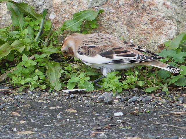 [Bruant des neiges] Pour une identification S-V-P P1230212