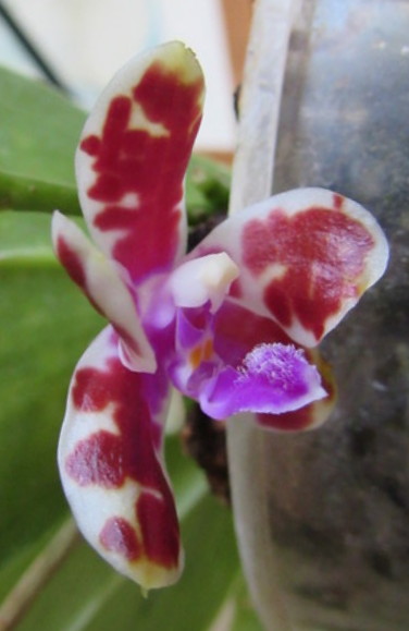 Phalaenopsis mariae Img_0510