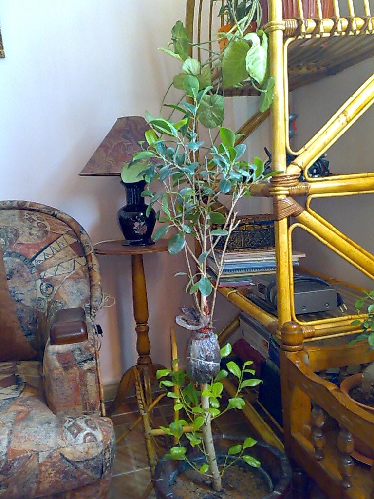 aide sur bonzai ficus Ficus10