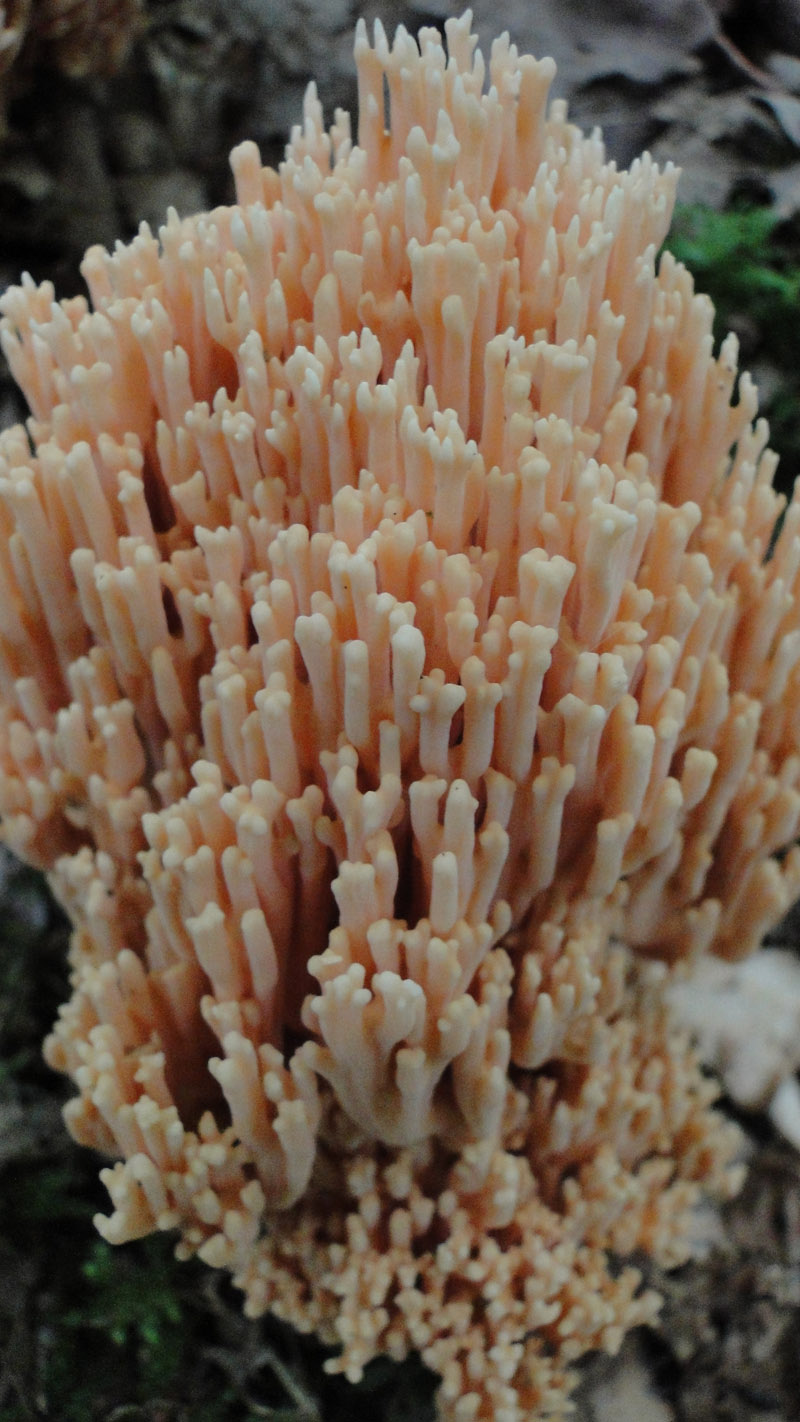 Ramaria stricta (je pense) Ramari11