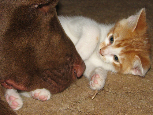 S"entendre comme chien et chat-LA VÉRITÉ en vidéos et en images - Page 13 T8k8d310