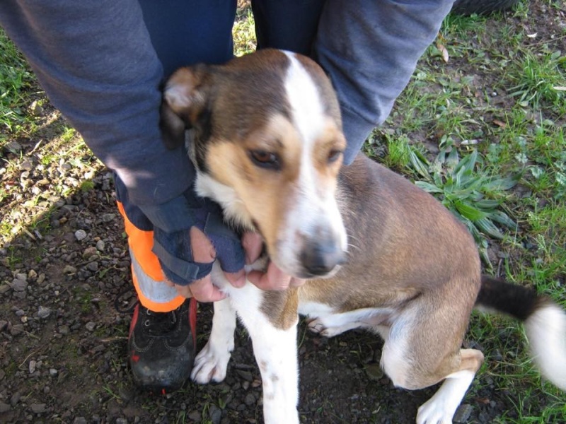 mâle x beagle - mâle x berger - Fourrière Nord 44 - Délai dépassé 110