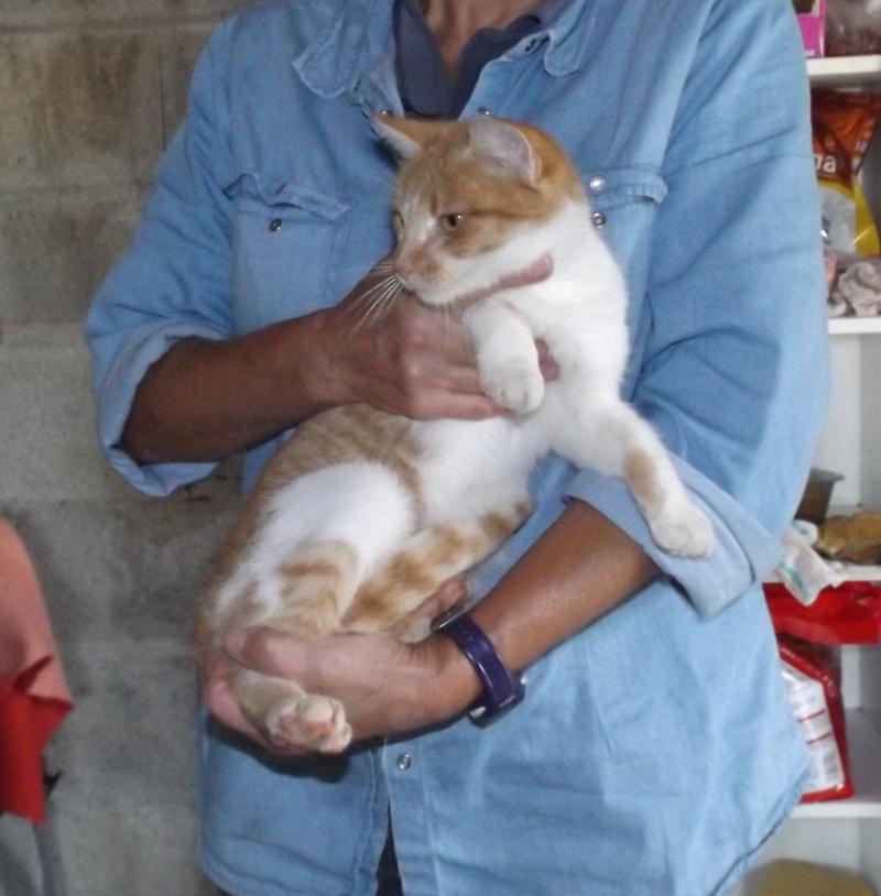 Chatte rousse et blanche larguée dans une ferme - fourrière sud 44 - délai 24/10/2014 244