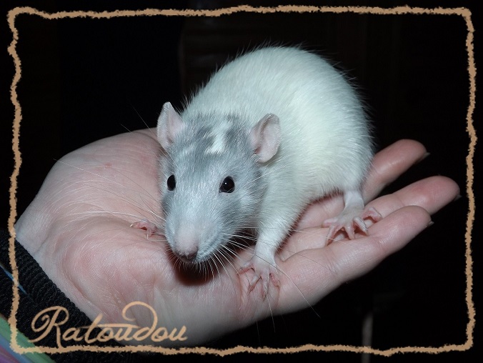 [ADOPTION - 25 - covoiturage] Jeunes rats et bbs  adopter Dscf2113