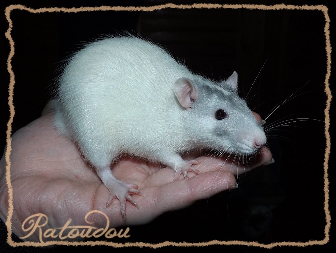 [ADOPTION - 25 - covoiturage] Jeunes rats et bbs  adopter Dscf2214