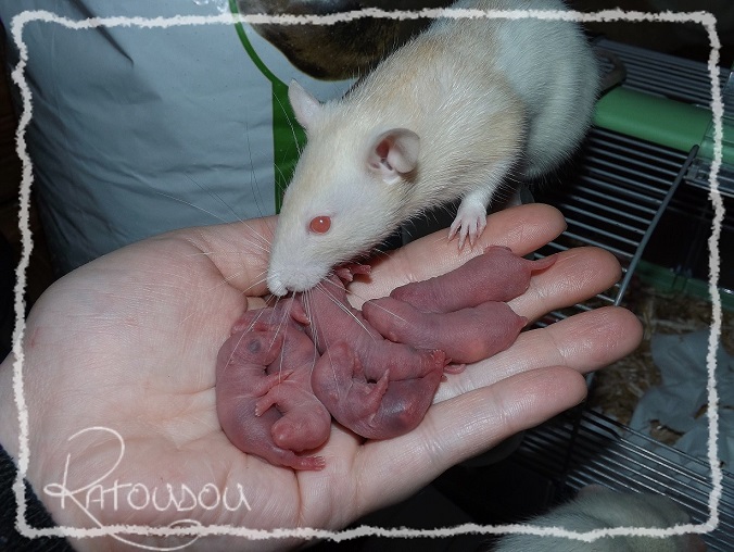 Evolution des ratons Dscf2844