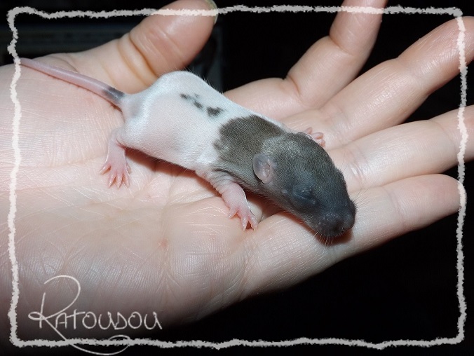 Evolution des ratons Dscf3420
