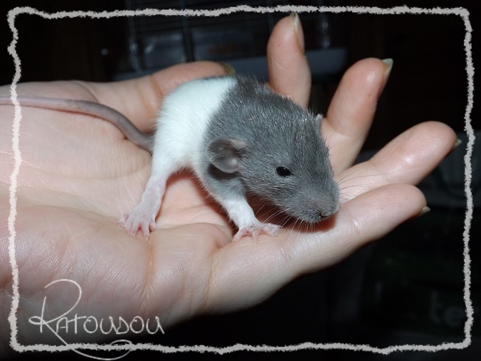 Evolution des ratons Dscf4813