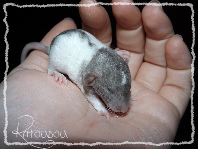 [ADOPTION - 25 - covoiturage] Jeunes rats et bbs  adopter Dscf8112