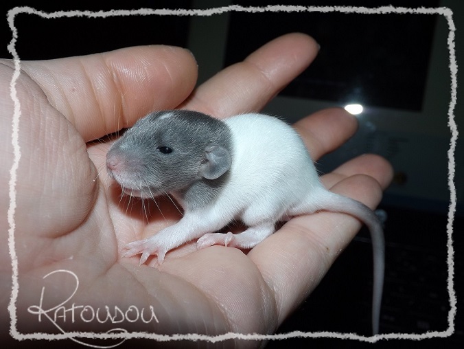 Evolution des ratons Dscf8210