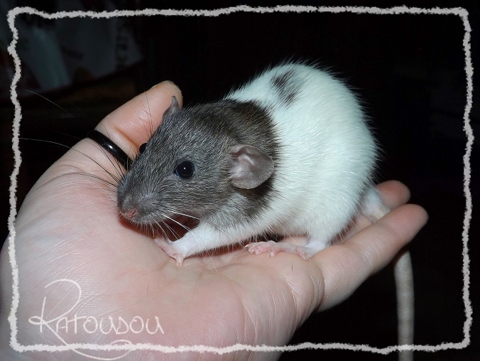 [ADOPTION - 25 - covoiturage] Jeunes rats et bbs  adopter Dscf9021