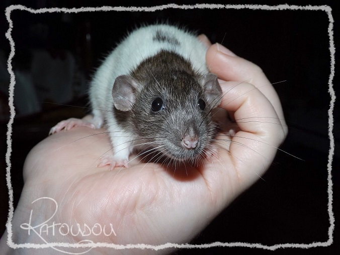 [ADOPTION - 25 - covoiturage] Jeunes rats et bbs  adopter Dscf9022