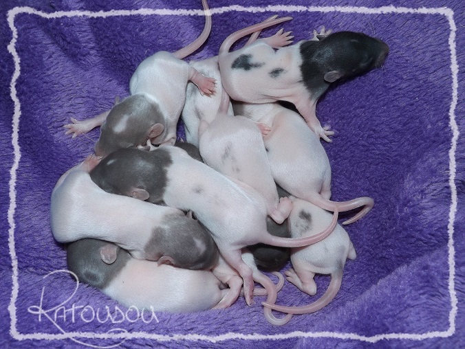 Evolution des ratons Dscf9411