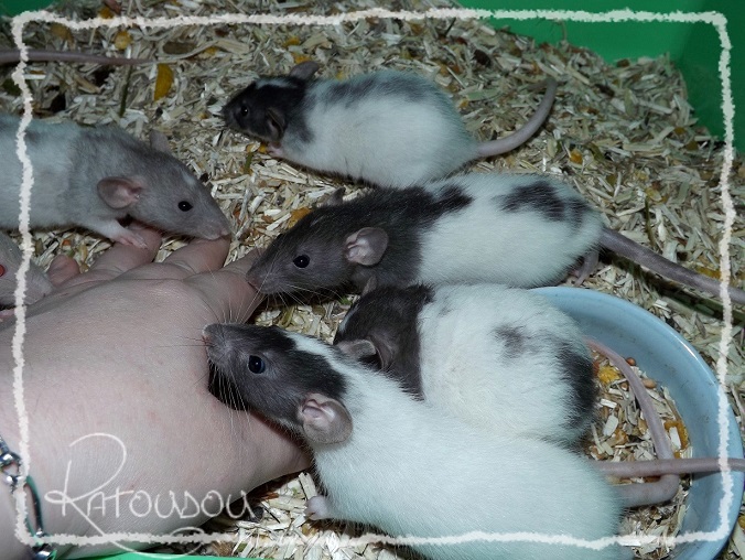 Evolution des ratons Dscf9810
