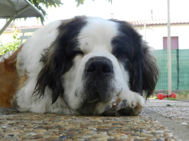 [résolu]CHENY, femelle saint Bernard Poils longs - 2 ans  - Perpignan Pyrénées Belle_10