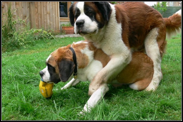 concours n° 33 : Notre saint Bernard dans une position drôle !!! Ouros_12