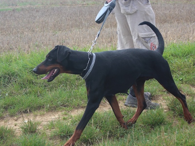 Flora, dobermann de 4 ans Img_3917