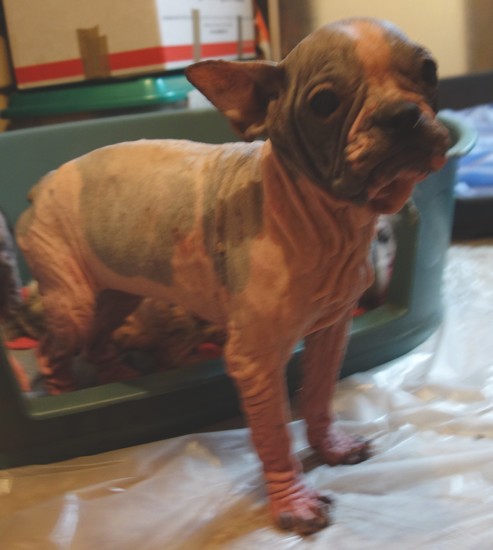 Caninursing accueille 9 chiens retirés dans un état épouvantable Boule-10