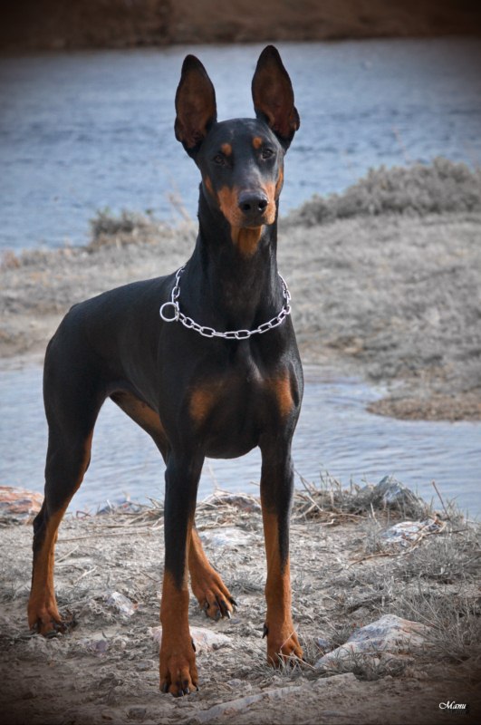 Pour vous habituer l'oeil : Dobermann naturels - Page 2 310