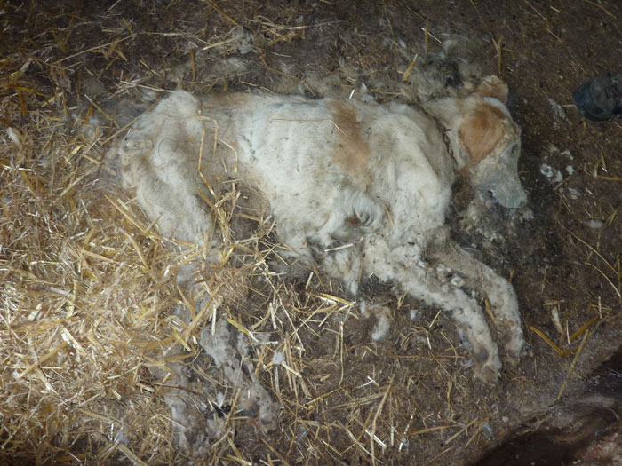 LA FERME DU MALHEUR  (seulement 3 chiens ont pu être sauvés) Sauvet15