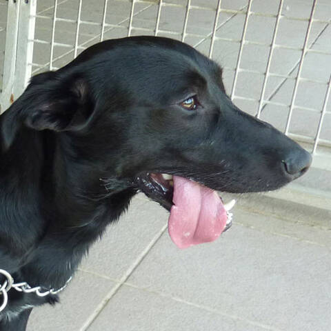 Jack russel labrador 2025