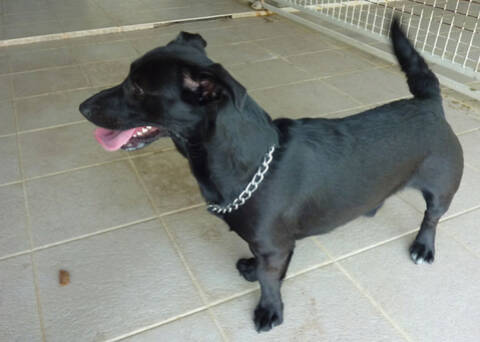 Jack russel labrador 2025