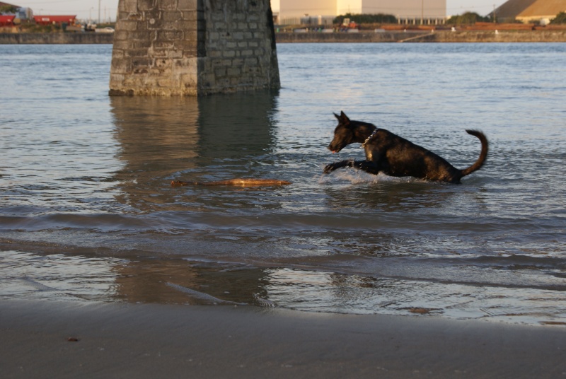 Ares et Java Berger Hollandais Dsc06911