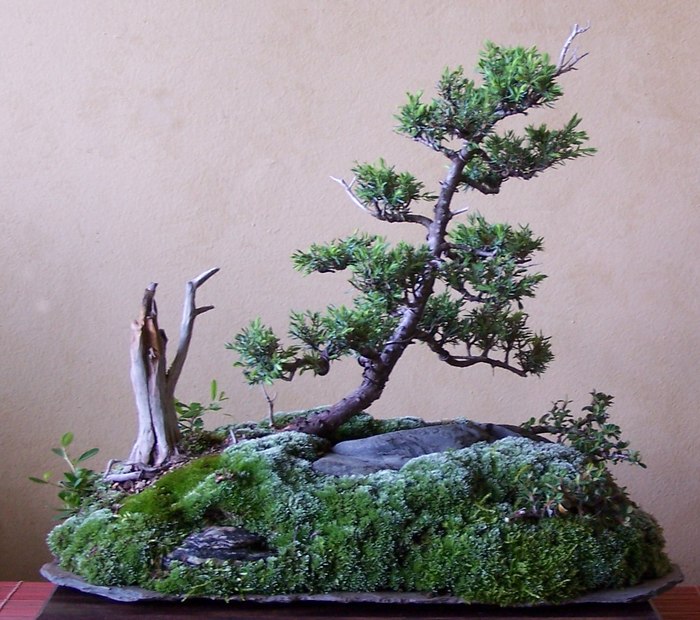 Continuation of the Continuation of Penjing or Saikei thread...New Pics. 5-12_l10