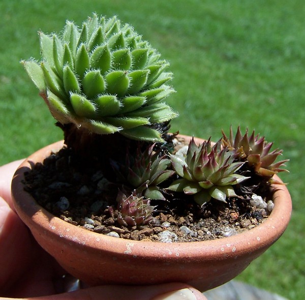 Hens and Chicks blooming 7-13_a12