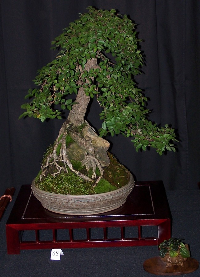 Carolina Bonsai Expo 2014 Cork_b10