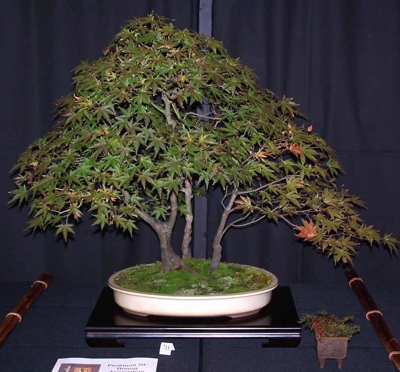 Carolina Bonsai Expo 2014 J_mapl10