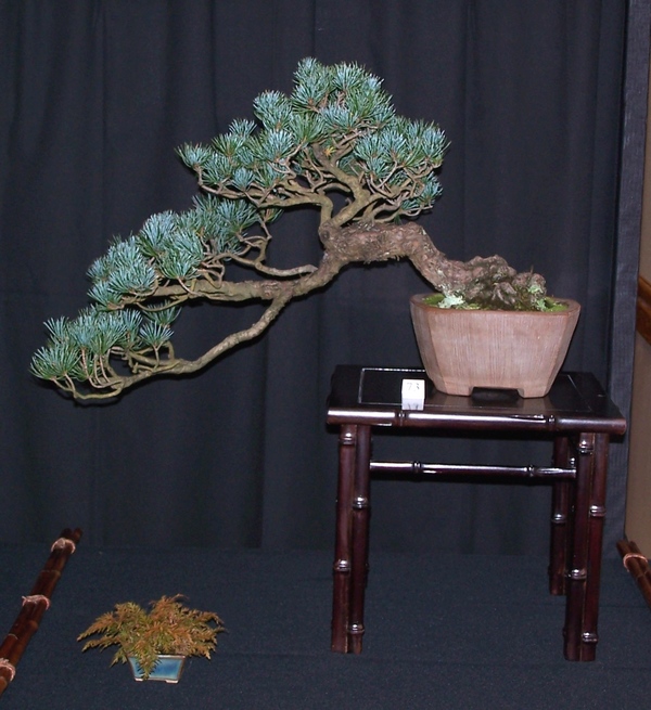 Carolina Bonsai Expo 2014 J_whit10