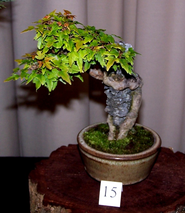 Carolina Bonsai Expo 2014 Triden10