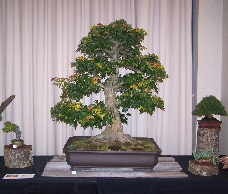 Carolina Bonsai Expo 2014 Two_tr10