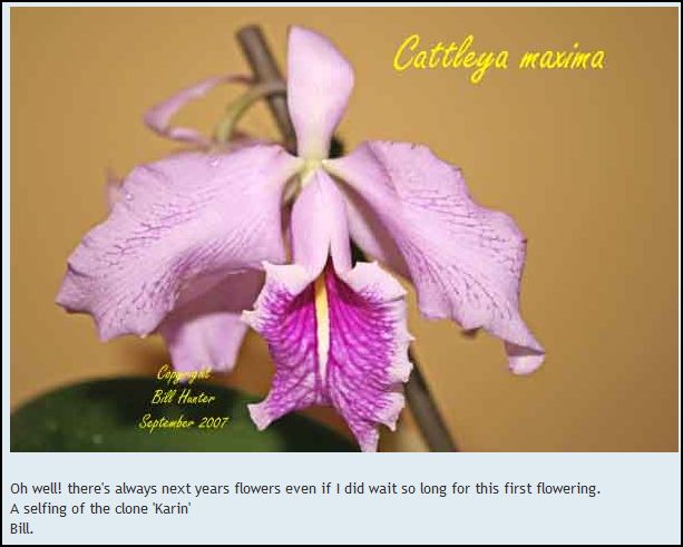 Cattleya maxima 'Karin' Acatma10