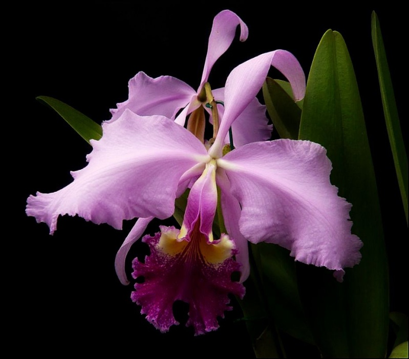 Cattleya warscewiczii Cattle40