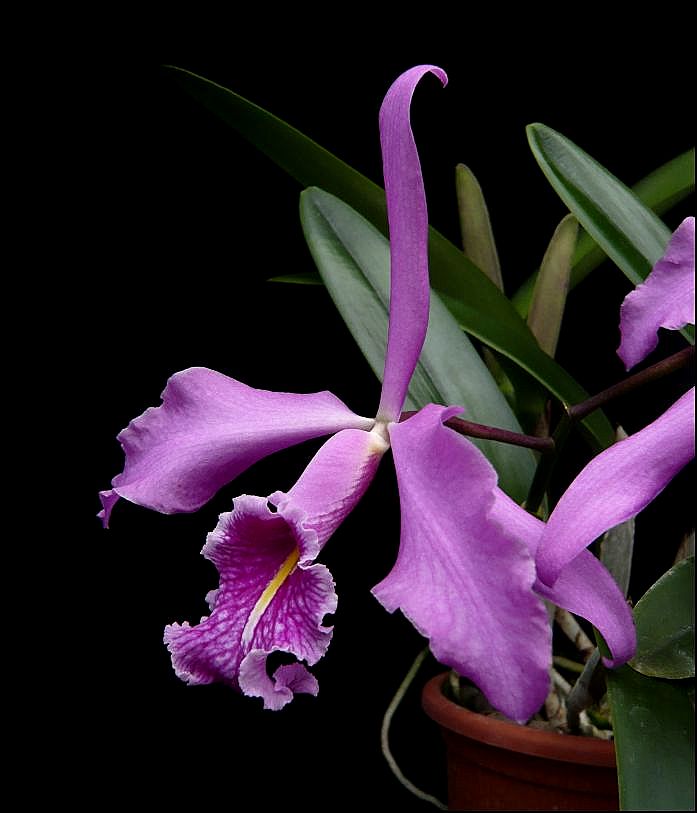 Cattleya maxima f. rubra Cattle48